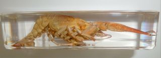 Red Lobster Freshwater Crayfish Procambarus clarkia Education Real Specimen 3