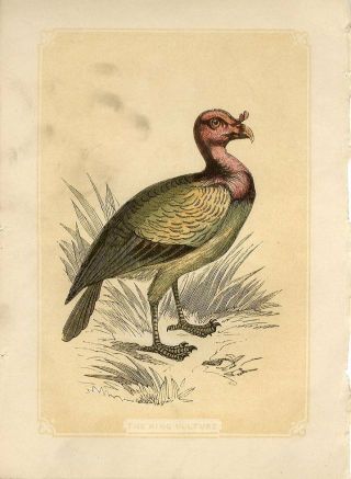 1853 The King Vulture Bird Antique Coloured Engraving Print W.  Bicknell