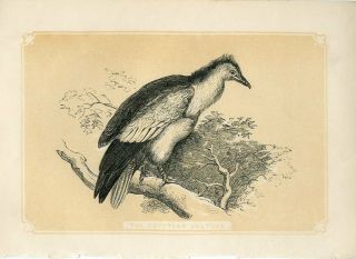 1853 The Egyptian Vulture Bird Antique Coloured Engraving Print W.  Bicknell