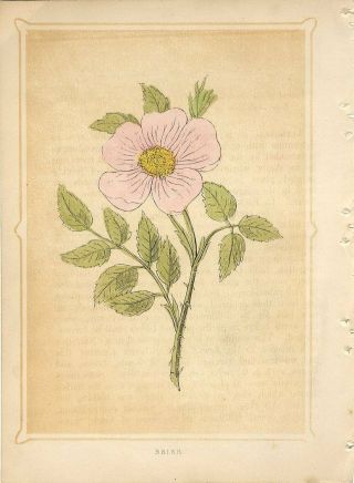 1853 Briar Rose Flower Brier Plant Antique Coloured Engraving Print W.  Bicknell