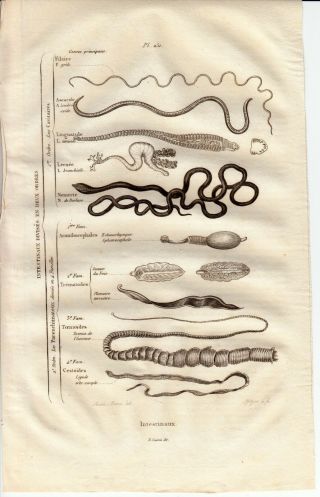 1834 Guerin Engraving Print Plate Natural History Intestinal Parasite