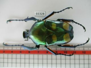 55328 Cetoniidae: Jumnos Ruckeri.  Vietnam N