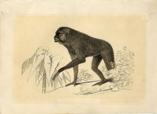 1853 The Long - Armed Ape Monkey Antique Coloured Engraving Print W.  I.  Bicknell