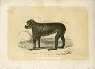 1853 The Barbary Ape Monkey Antique Coloured Engraving Print W.  Bicknell
