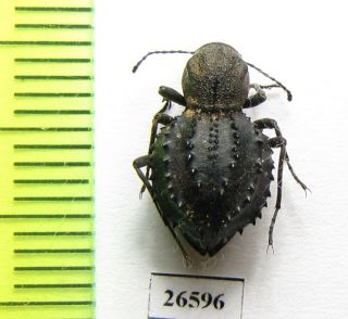 Tenebrionidae Sp. ,  Zambia