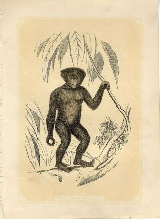 1853 The Chimpanzee Ape Monkey Antique Coloured Engraving Print W.  Bicknell