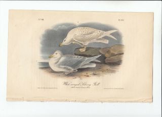 1st Ed Audubon Birds Of America 8vo Print 1840: White - Winged Silvery Gull 447