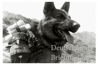 Germany Third Reich German Shepard Dog Soldier Wehrmacht Waffen Ss Ww2 Photo