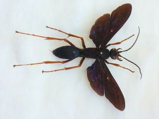 Hemipepsis Heros Autolyca Giant 81mm,  Wingspam Hymenoptera Cameroon