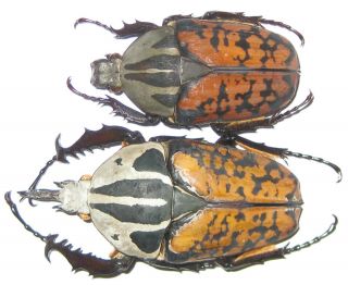 Cetoniinae Mecynorrhina Oberthuri Decorata Pair A1 - Male 66mm (tanzania)