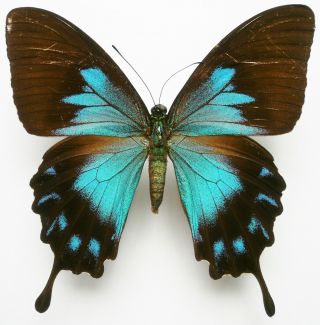 Papilio Ulysses Telegonus Female From Bacan Isl