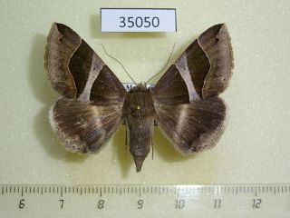 35050p Noctuidae Dysgonia Sp.  F Madagascar