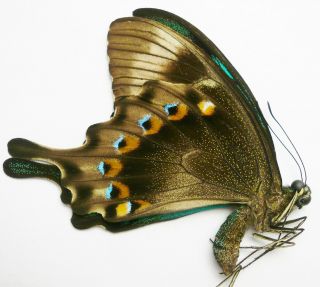 Papilio Lorquinianus Esmae Male From Morotai Isl.