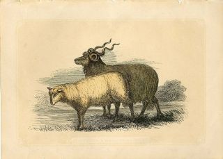1853 Leicester & Wallachian Racka Sheep Antique Color Engraving Print W.  Bicknell