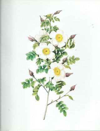 Pierre Joseph Redoute " Thornless Alsatian Rose " Shabby Flower - Botanical - Art Print