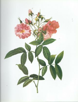 Pierre Joseph Redoute - " Custered Marsh Rose " - Botanical - Flower Art Print