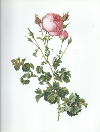 Pierre Joseph Redoute - " Celery - Leaved Rose " - Botanical - Flower Art Print
