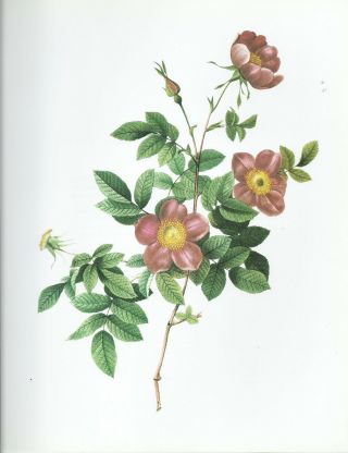 Pierre Joseph Redoute - " Alpine Brier Rose " - Botanical - Flower Art Print