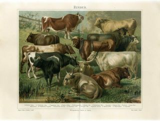 1895 Cattle Cows Bulls Breeds Antique Chromolithograph Print