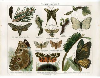 1895 Butterfly Moth Hornet Moth Antique Chromolithograph Print
