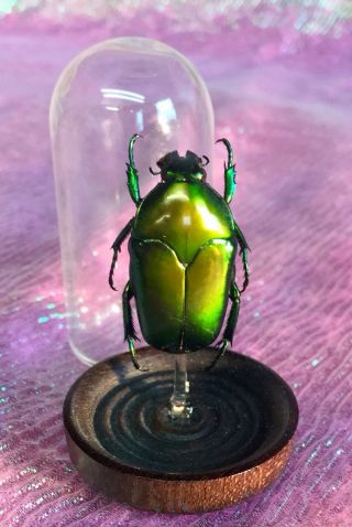K30 Entomology Taxidermy Green Ischiop Beetle Glass Dome Display Specimen
