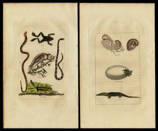 1808 Hand Colored Reptile,  Frog Engravings From Buffon Natural History