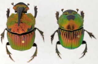 Phanaeus Mexicanus Pair From Mexico Coleoptera Scarabaeidae Scarabaeinae