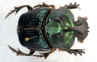 Coprophanaeus Ensifer From Brasil Coleoptera Scarabaeidae Scarabaeinae
