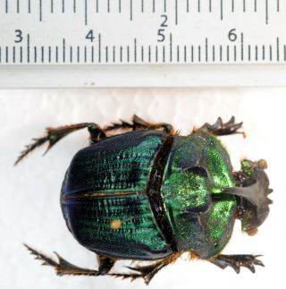 Coprophanaeus ensifer from Brasil Coleoptera scarabaeidae scarabaeinae 2