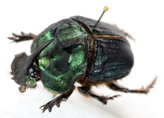 Coprophanaeus ensifer from Brasil Coleoptera scarabaeidae scarabaeinae 3