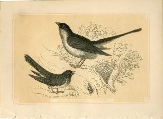 1853 Common & Egyptian Cuckoo Birds Antique Coloured Engraving Print W.  Bicknell