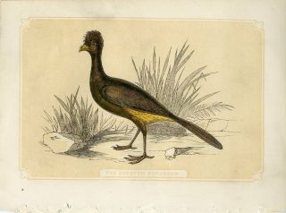 1853 The Crested Curassow Bird Antique Coloured Engraving Print W.  Bicknell