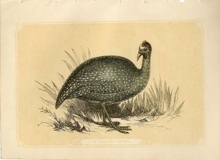 1853 The Guinea Fowl Bird Antique Coloured Engraving Print W.  I.  Bicknell