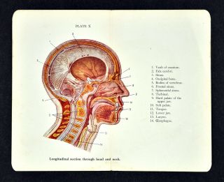 C.  1900 Anatomical Print Human Anatomy Head Brain Neck Spine Jaw Sinus Larynx