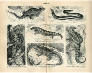 1887 Flying Dragon Basillisk Jesus Lizard Sand Lizard Sandfish Engraving Print