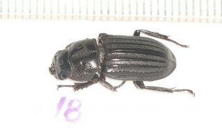 Lucanidae Digonophorus Sp.  F 18mm W.  Yunnan