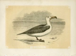 1853 The Albatross Water Bird Antique Coloured Engraving Print W.  Bicknell
