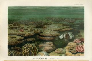 1895 Tropical Coral Reef Life Fish Antique Chromolithograph Print