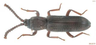 Coleoptera Tenebrionidae Gen.  Sp.  N.  Thailand 5mm