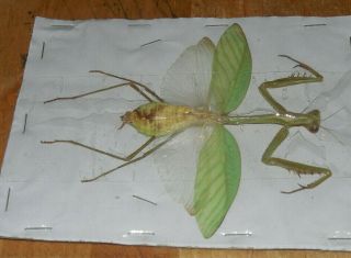 One Large Spread Praying Mantis Sp.  Real Insect Fast Ship U.  S.  Seller