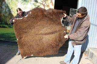 49 - 9 - Vintage Hair On Buffalo Hide Rug Lap Robe 57 " By 55 "