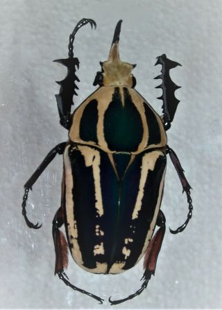 Mecynorrhina Ugandensis,  Male B 71 Mm
