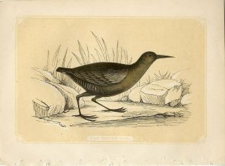 1853 The Water Rail Bird Antique Coloured Engraving Print W.  Bicknell