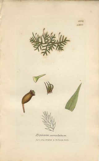 1804 Sowerby Clustured Feather Moss Antique Hand/color Copper Engraving Print