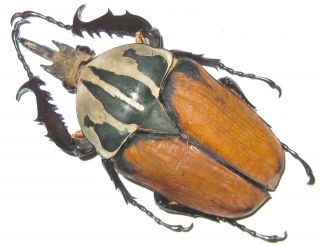Cetoniinae Mecynorrhina Oberthuri Unicolor Male A1 - 70mm (tanzania) Xxl