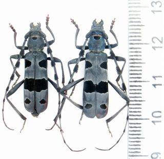 Beetles Cerambycidae,  Rosalia Alpina Pair