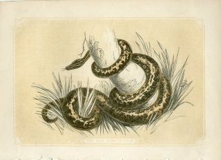 1853 The Boa Constrictor Snake Antique Coloured Engraving Print Bicknell