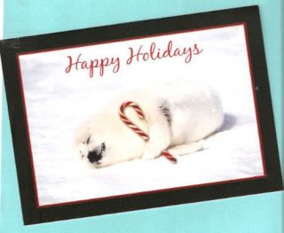 Baby Seal Candy Cane Happy Holidays Christmas Cards Box Of 16 Last One