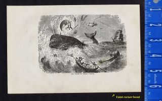 The Perils Of Whale Fishing (hunting) Whaling - 1878 Engraving