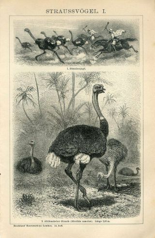 1895 African Ostrich Birds Antique Engraving Print F.  Specht
